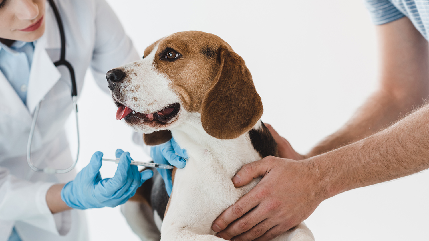 Amoxicillin 200 für hunde