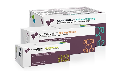 Amoxicillin clavulansäure für katzen