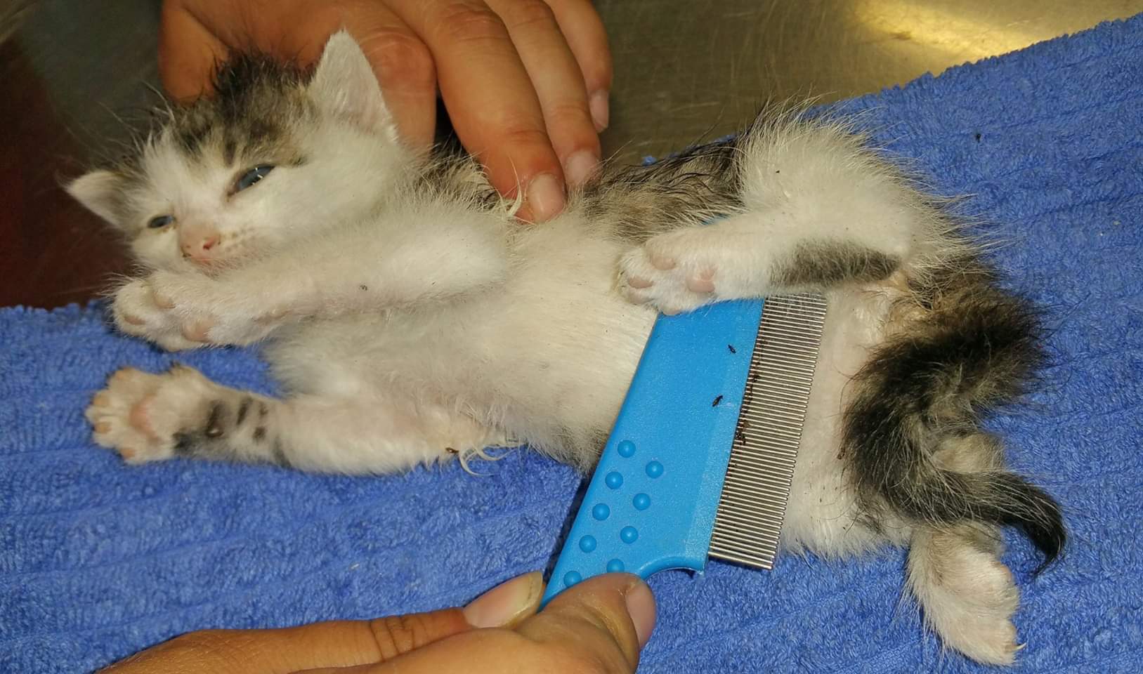 amoxicillin clavulansäure für katzen
