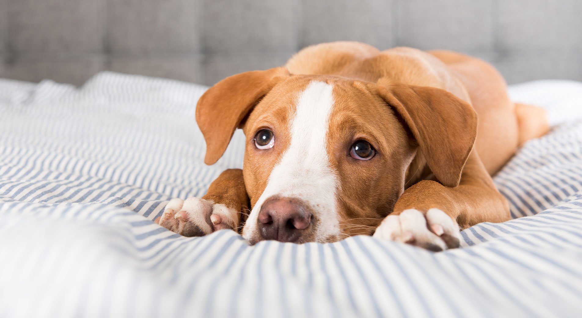 Amoxicillin für den hund